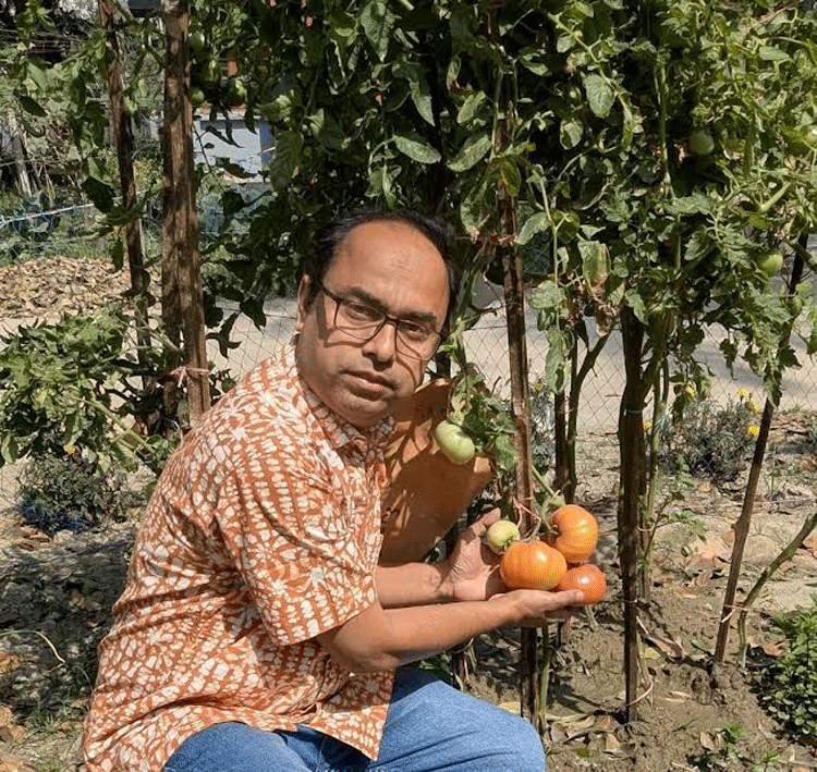 BAU develops new Tomato variant ‘BAU Beefsteak Tomato-1’