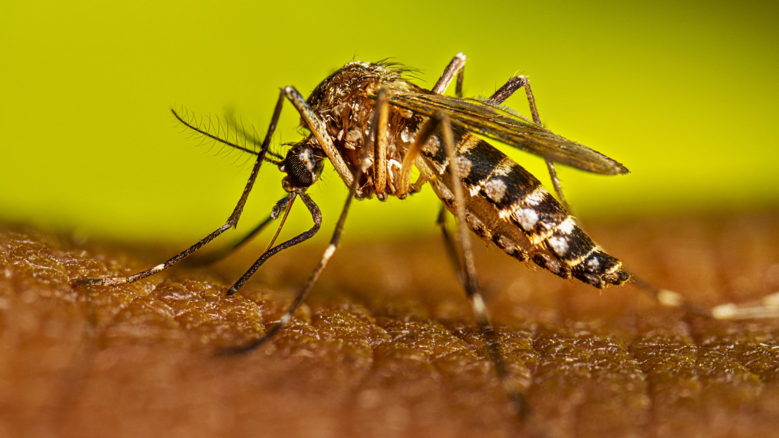 52 dengue patients hospitalized across country 