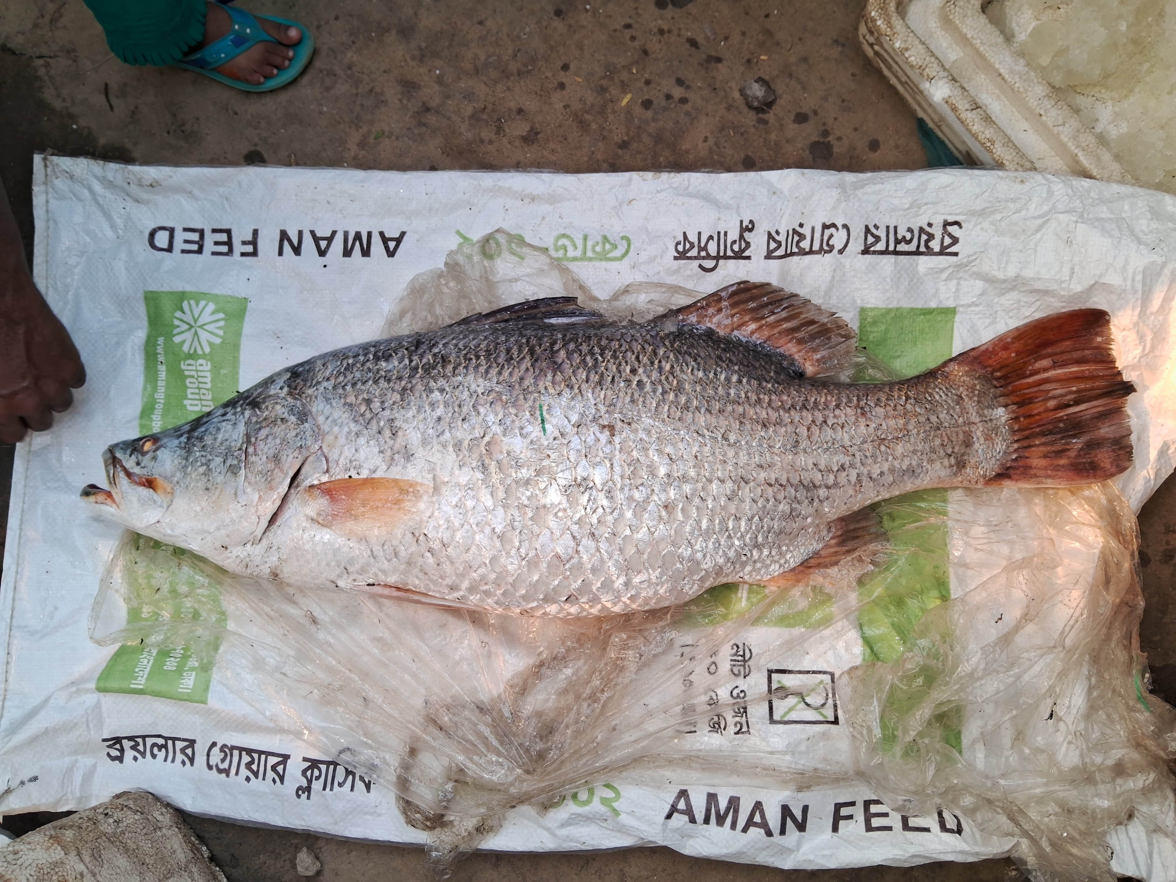 Fisherman catches 12-kg Koral fish from Patuakhali river