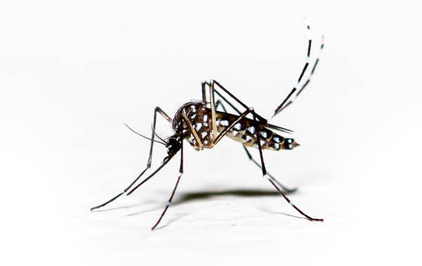 23 dengue patients hospitalized across country