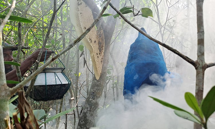 Honey harvesting begins in Sundarbans' Satkhira range 