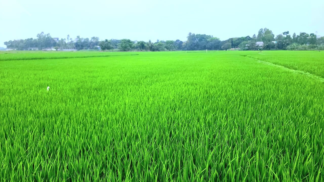 Farmers start Boro paddy harvesting in haors of Sylhet region 