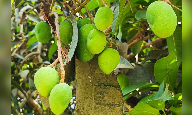 Prolonged heat wave frustrates mango farmers in Rajshahi region