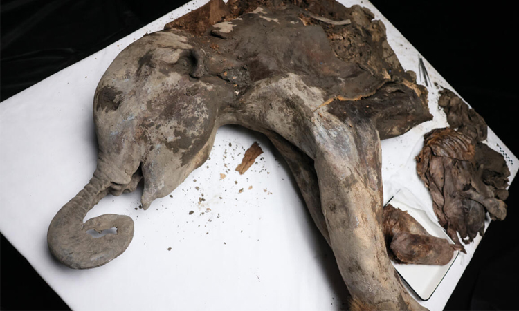 Yana, a 130,000-year-old baby mammoth, goes under the scalpel