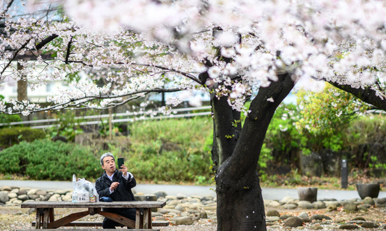 AI tool aims to help conserve Japan's cherry trees