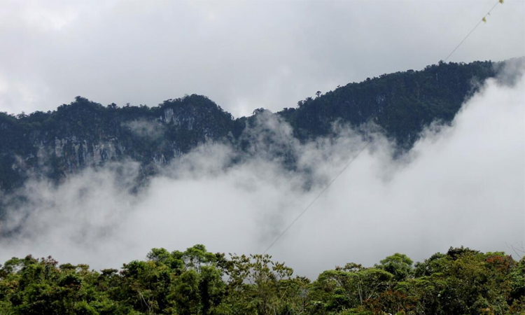 Papua New Guinea lifts ban on forest carbon credits