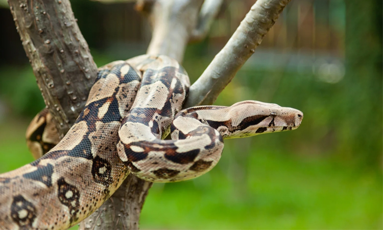 Sydney on alert for escaped boa constrictor
