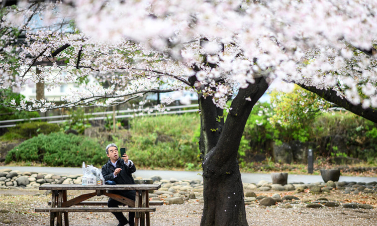 AI tool aims to help conserve Japan's cherry trees