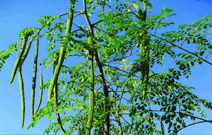 DAE Khulna to plant 56.36 lakh drumstick saplings