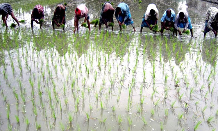 Rangpur DAE targets 1.9 lakh tonnes of Aush rice this season