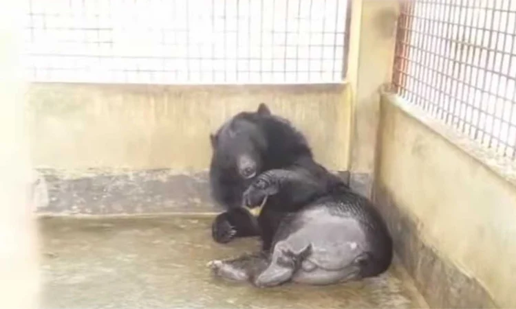 Bandarban court orders for treating sick bear