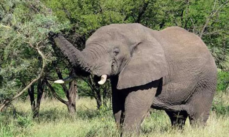 Case filed against 22 people for killing elephant