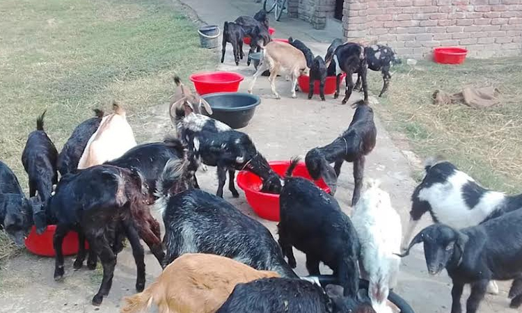 Goat rearing strengthens rural economy in Rajshahi: Experts