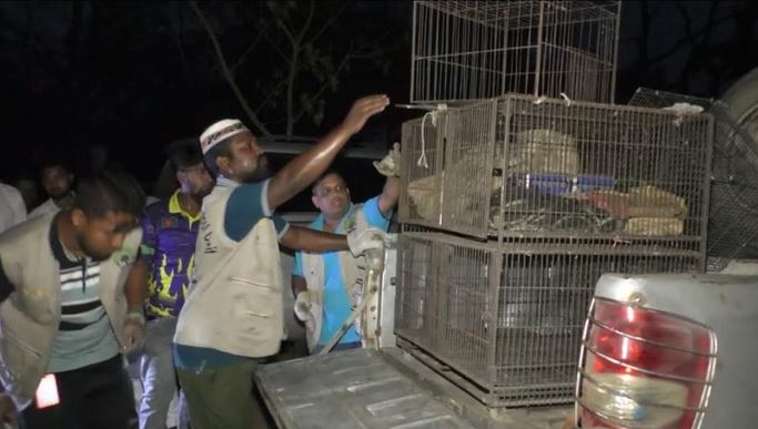 17 wild animals rescued from Sherpur