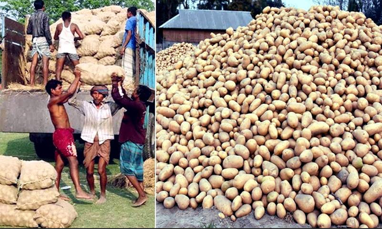 Record 32.30 lakh tonnes of potatoes produced in Rangpur