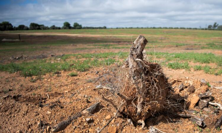 Solar park boom threatens Spain's centuries-old olive trees
