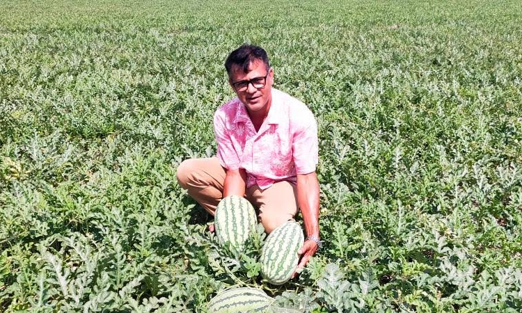 Educated youths become self-reliant through watermelon farming in Khulna