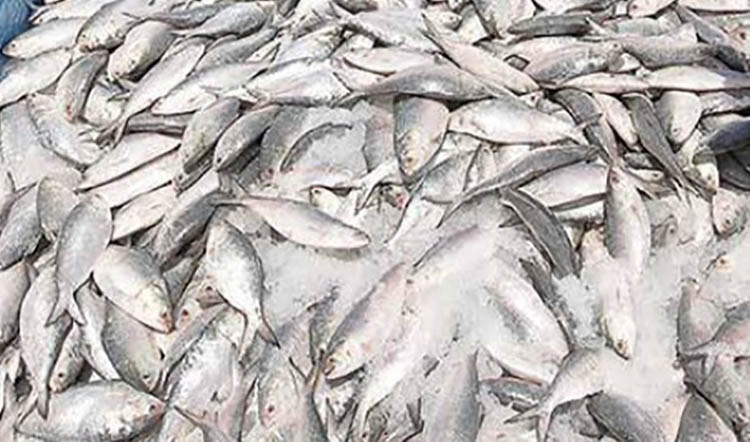 Jatka Conservation Week concluded today in Manikganj