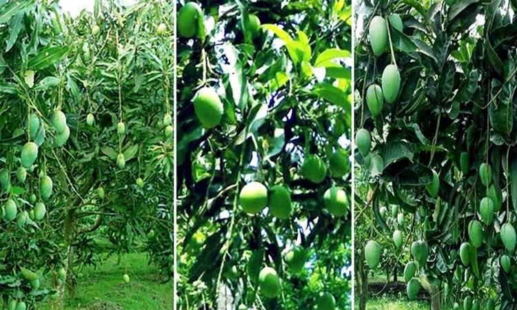 Farmers expecting bumper mango production in Rangpur region