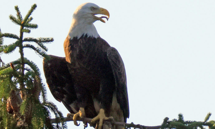 Trump admin proposes redefining 'harm' to endangered animals