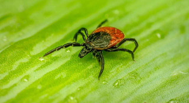 44 cases of human tick-borne diseases reported in Mongolia