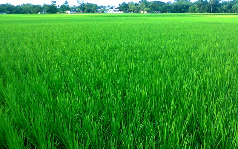 Super bumper Boro rice production likely in Rangpur region 