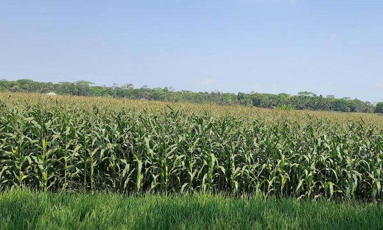 Kachua sees bumper maize harvest, gains popularity as key fish feed