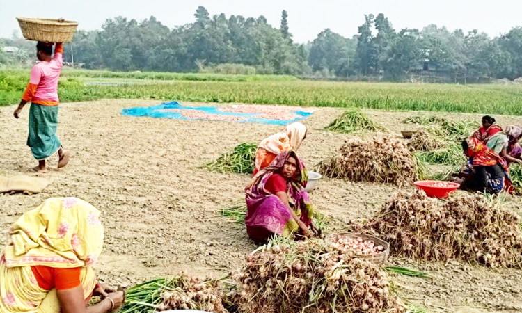 Manikganj produces 125,864.5 metric tons of onion this season