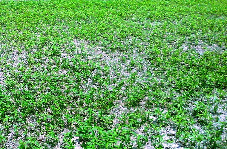 Farmers to produce 7 lakh bales of jute in Rangpur region