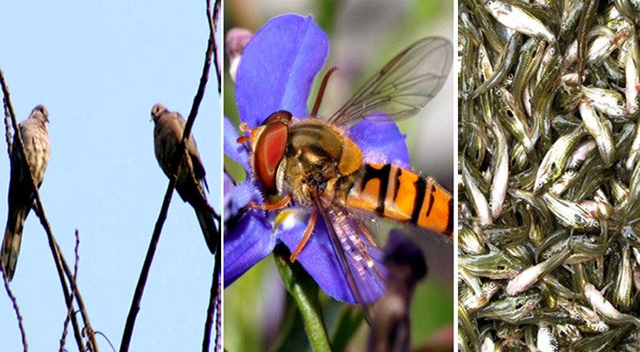 Climate crisis accelerating extinction of beneficial species: experts