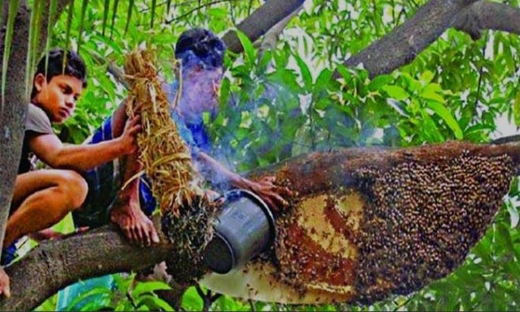 Honey collectors return home after harvesting in Sundarbans