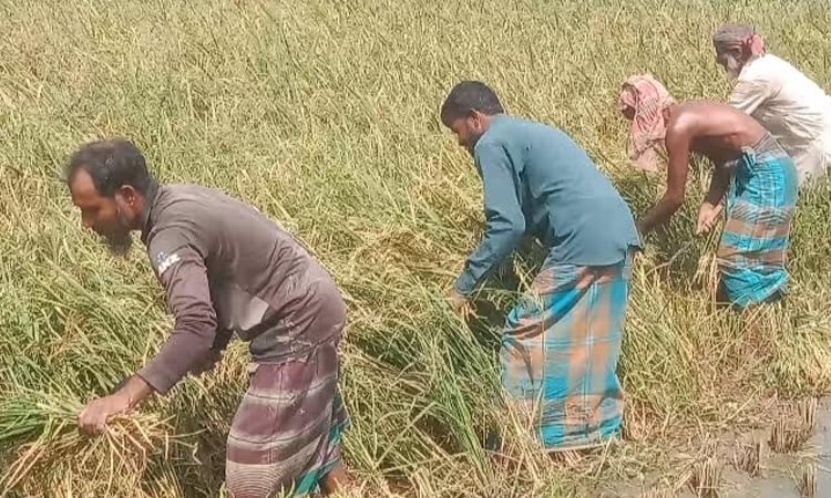 33pc paddy harvested in Sylhet haor