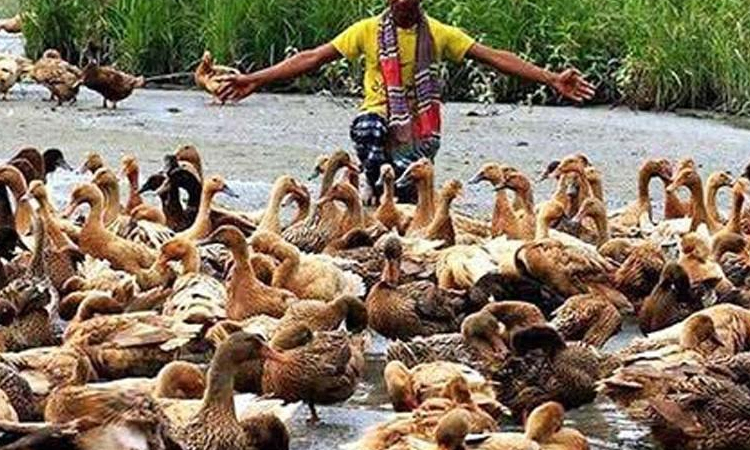 Duck farming becomes boon for many in Rajshahi