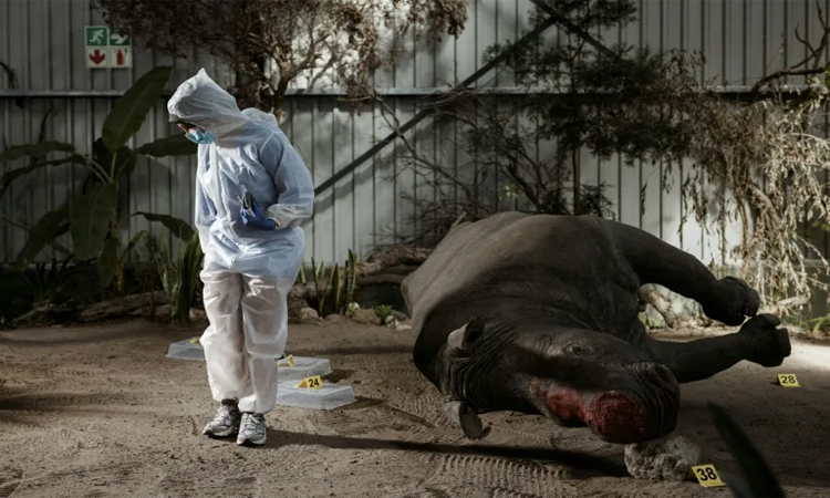 Inside South Africa's wildlife CSI school helping to catch poachers