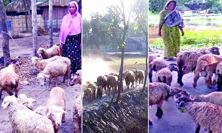 Sheep rearing gains popularity, empowering rural women in Rangpur