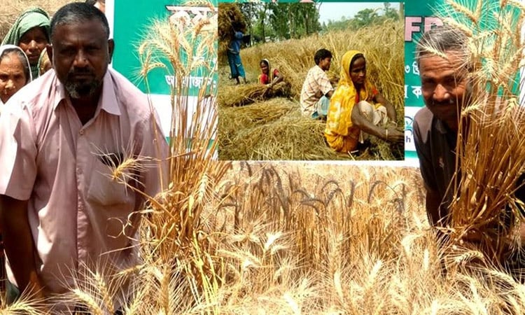 Farmers produce 50,018 tonnes of wheat in Rangpur  