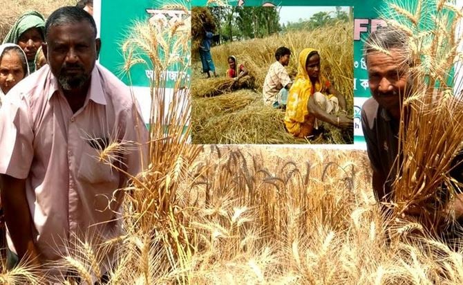 Farmers produce 50,018 tonnes of wheat in Rangpur