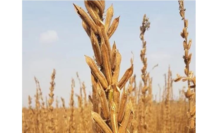 DAE Targets 3,812 Tons of Sesame Production in Manikganj
