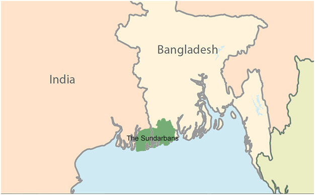Rare copse of gab trees found amid ancient ruins in Sundarbans 