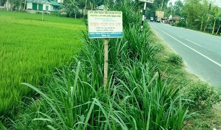 Roadside grass farming gets popular as animal fodder in Rangpur