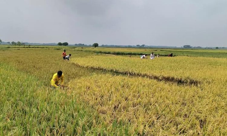 61 percent Boro paddy harvested in Netrakona haor areas 