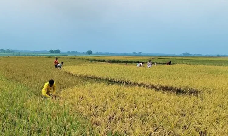 45 percent Boro harvested in haor areas of Sylhet