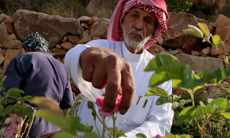 Saudi 'city of roses' offers fragrant reminder of desert's beauty