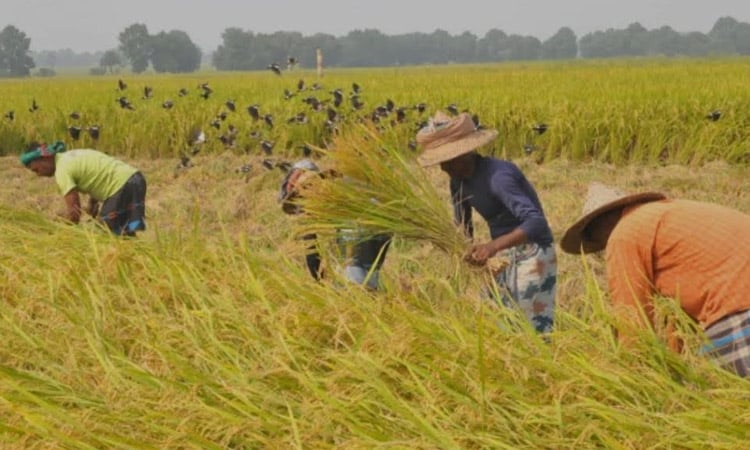 Boro harvesting in full swing in Khulna region