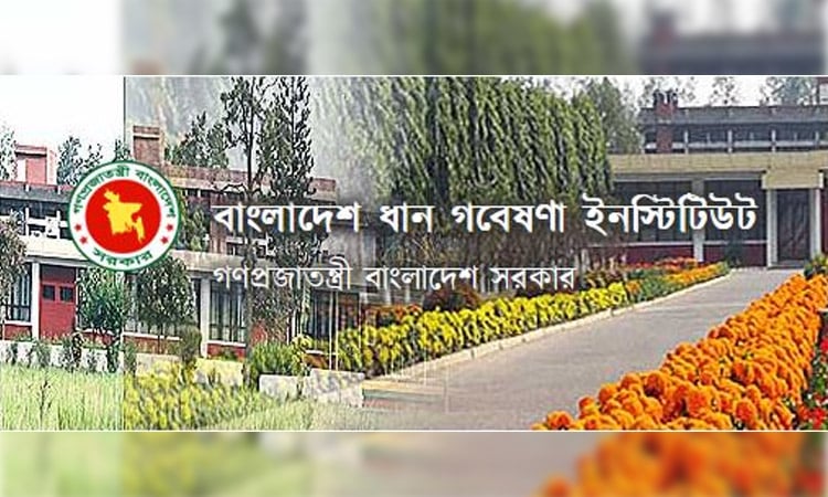 BRRI gets success in rice production without using pesticides