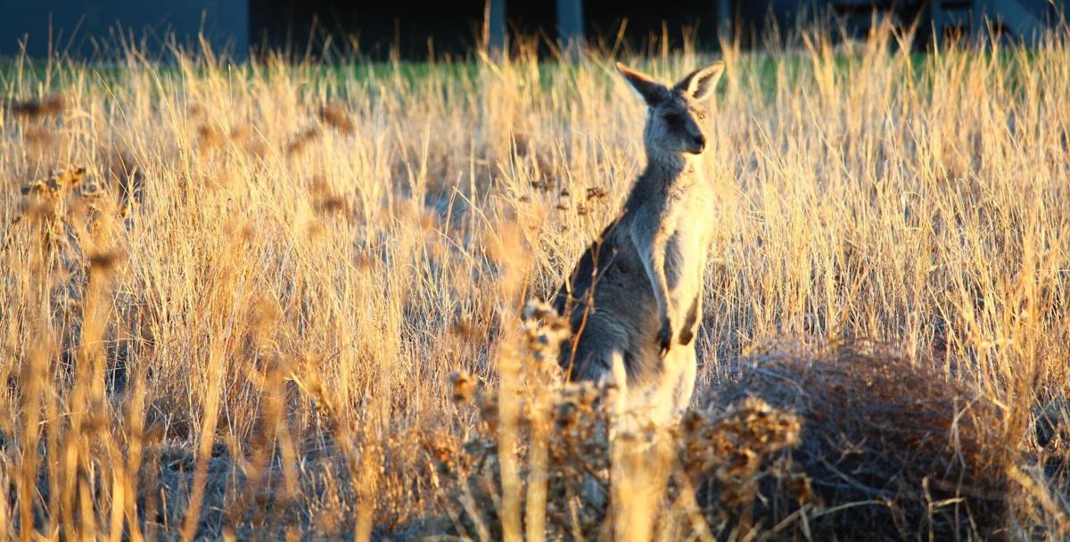 Giant kangaroos perished during 'climate upheaval'