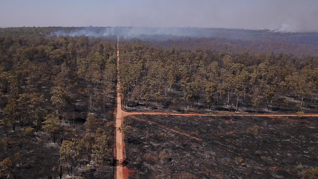 Countries could use forests to 'mask' needed emission cuts: report