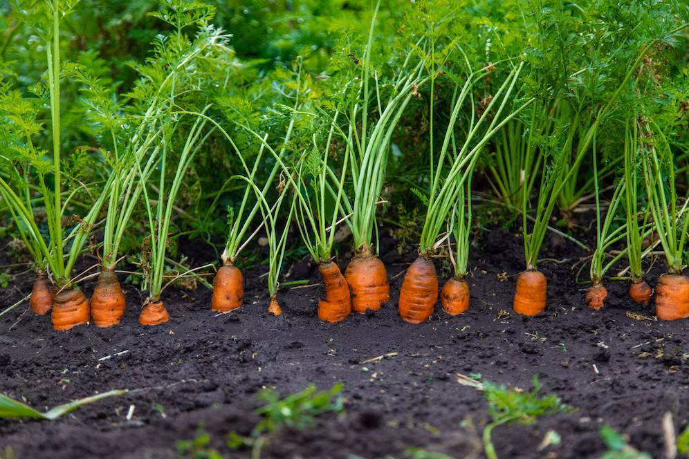 Carrot harvesting goes on in full swing in Manikganj