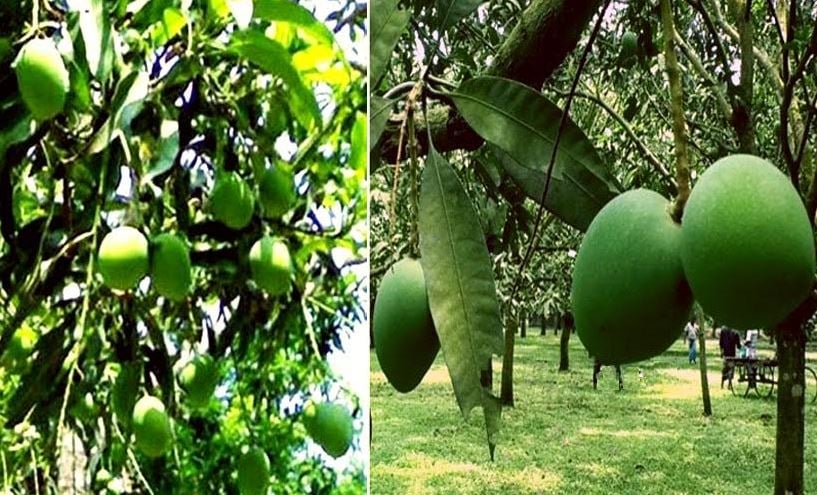 Bumper 'Haribhanga' mango harvest likely, business activities begin