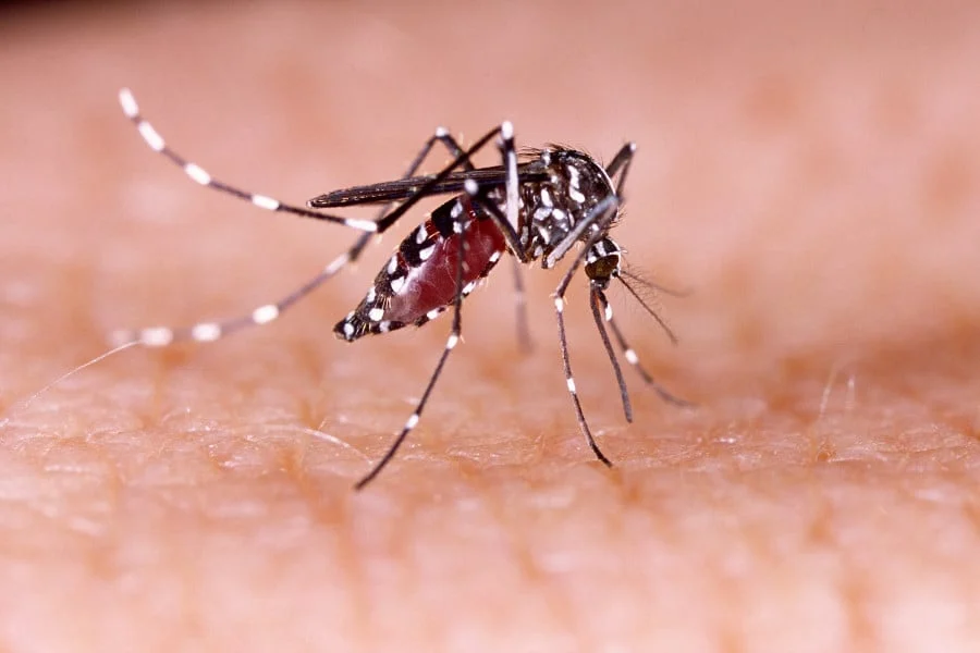 33 dengue patients hospitalized in last 24hrs